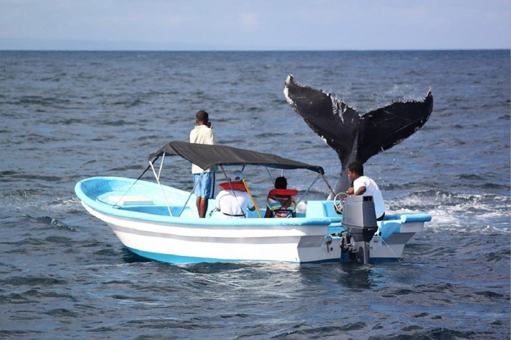 Expérience incluse Republique Dominicaine Mahona Boutique Hotel Las Terrenas Observation baleines Samana