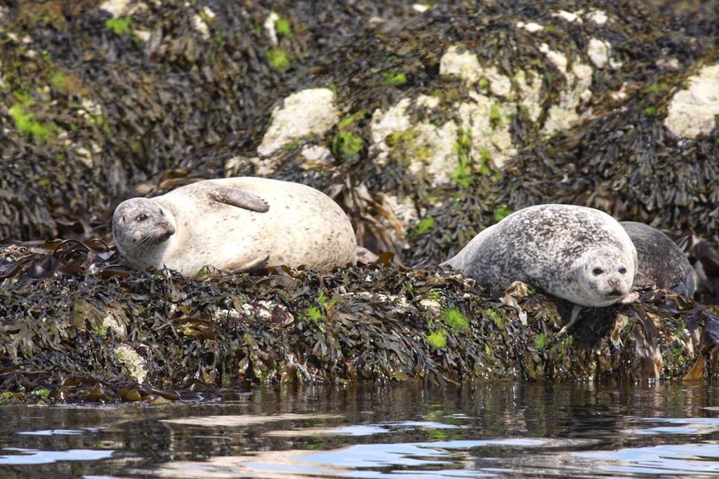 calums-seal-trips-plockton-wildlife-seals-6-1200-800
