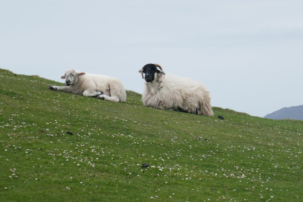 Road Trip autotour Irlande Moutons