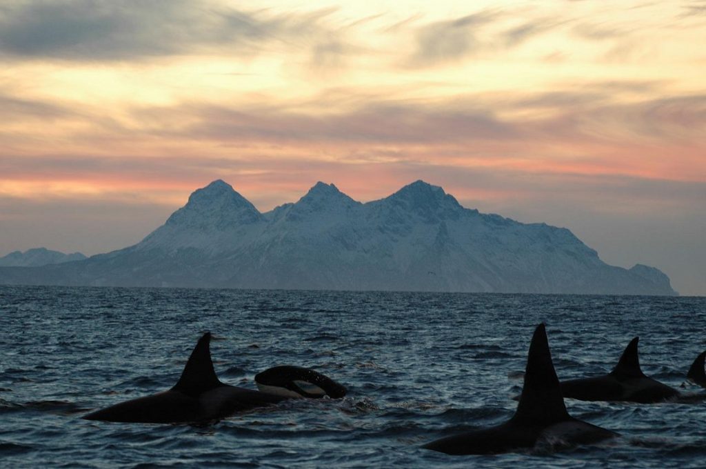 Road trip Norvège Expérience Orques et Baleines Lofoten Fjord