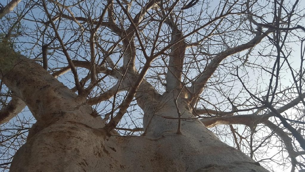Expérience incluse Sénégal Hotel Kappa Club Royal Horizon Baobab Soirée Contes africains sous un baobab