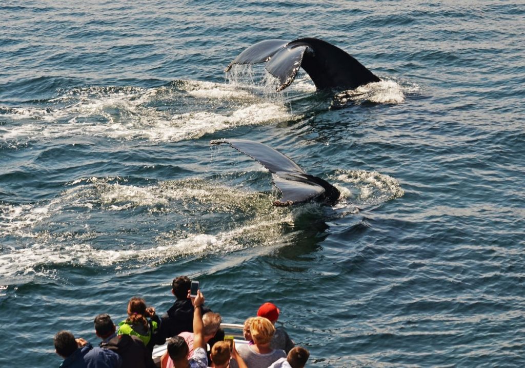 Road trip USA Boston Expérience en option croisière observation baleines