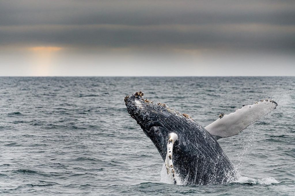 Road trip USA Monterey Expérience incluse croisière observation baleines